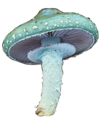 A cyan mushroom